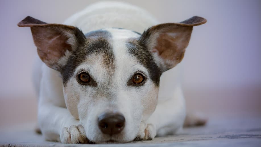 Funções e curiosidades das orelhas caninas: muito além da estética