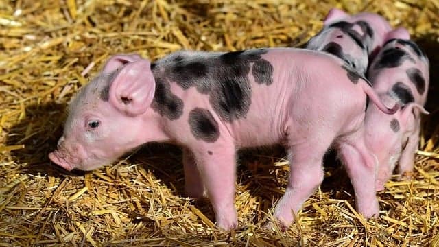 Porcos são criados no Japão para transplantes humanos