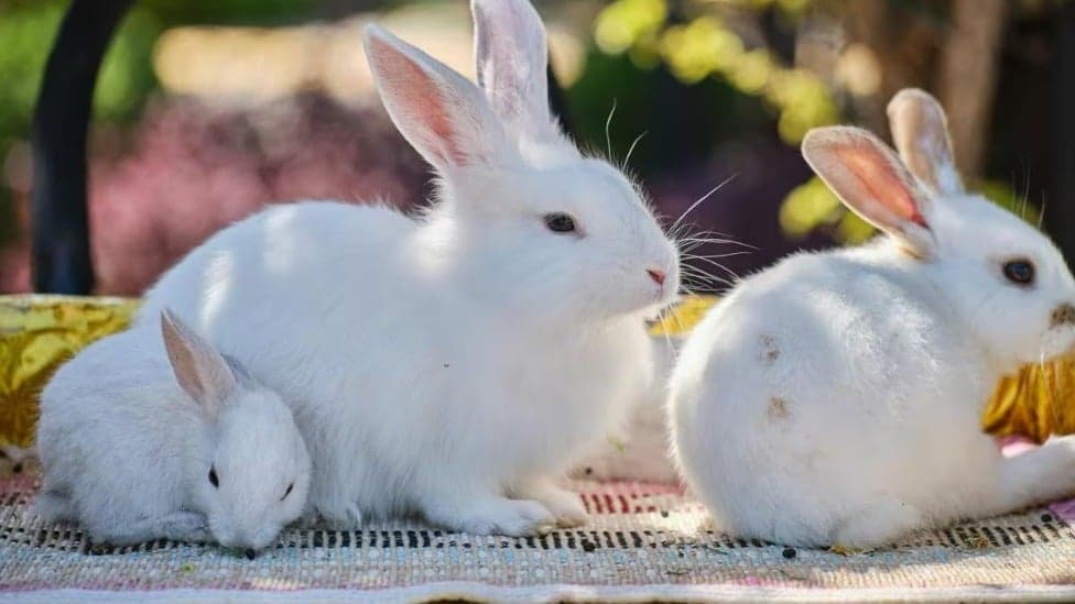 Interrompida a venda de coelhos por grandes varejos na Páscoa para prevenir abandono 
