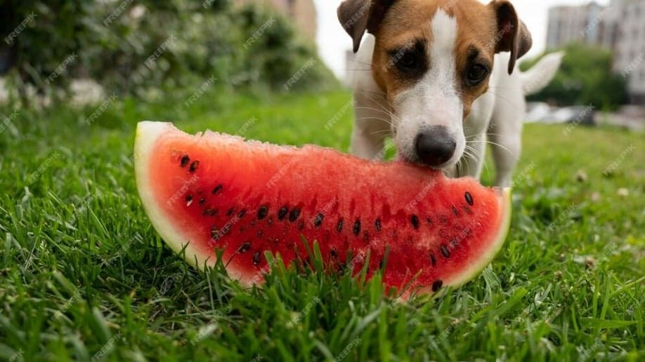 Frutas permitidas para cães: Uma lista nutritiva e saborosa