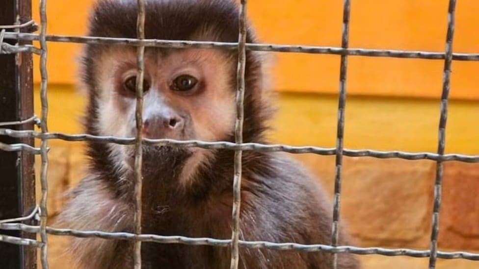 Primata em perigo: resgate de macaco-prego submetido a drogas e álcool