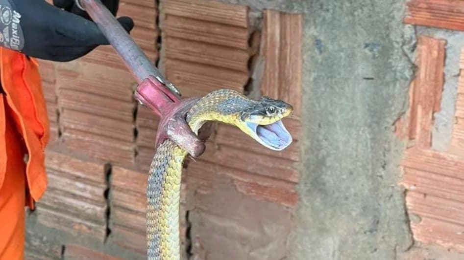Cobra capturada em mangueira no quintal de casa em montes claros