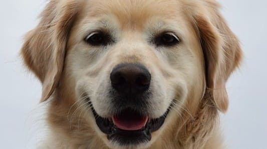 Cachorro da raça Golden morre em transporte aéreo