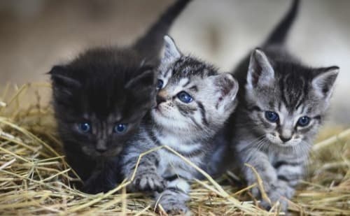  Conheça as  distinções entre os comportamentos e características físicas de gatos machos e fêmeas