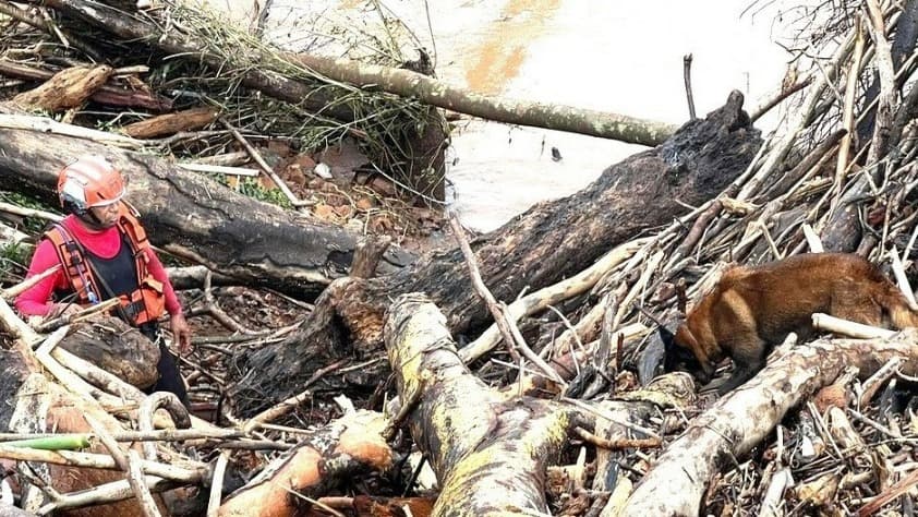 Bombeiros mineiros com cães farejadores buscam vítimas no Rio Grande do Sul