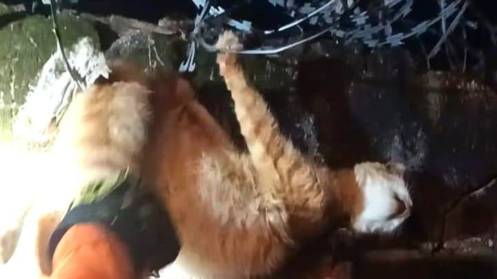 Gato preso em segurança de lâminas é resgatado no interior de Minas