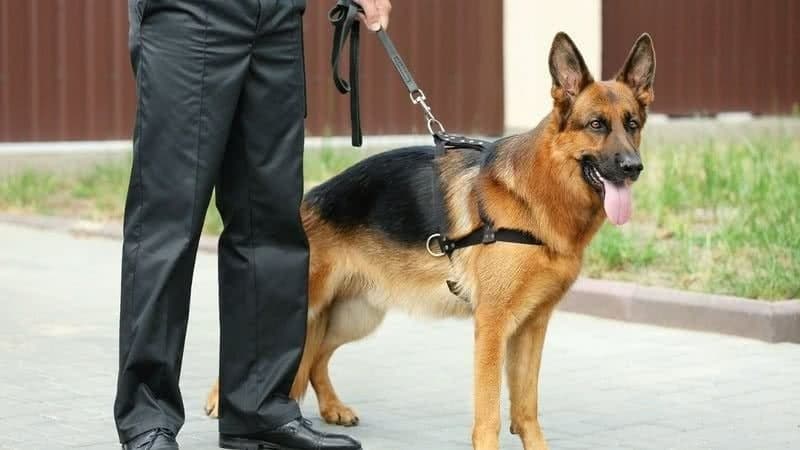 Cães da PCMG ampliam habilidades para detectar armas e munições
